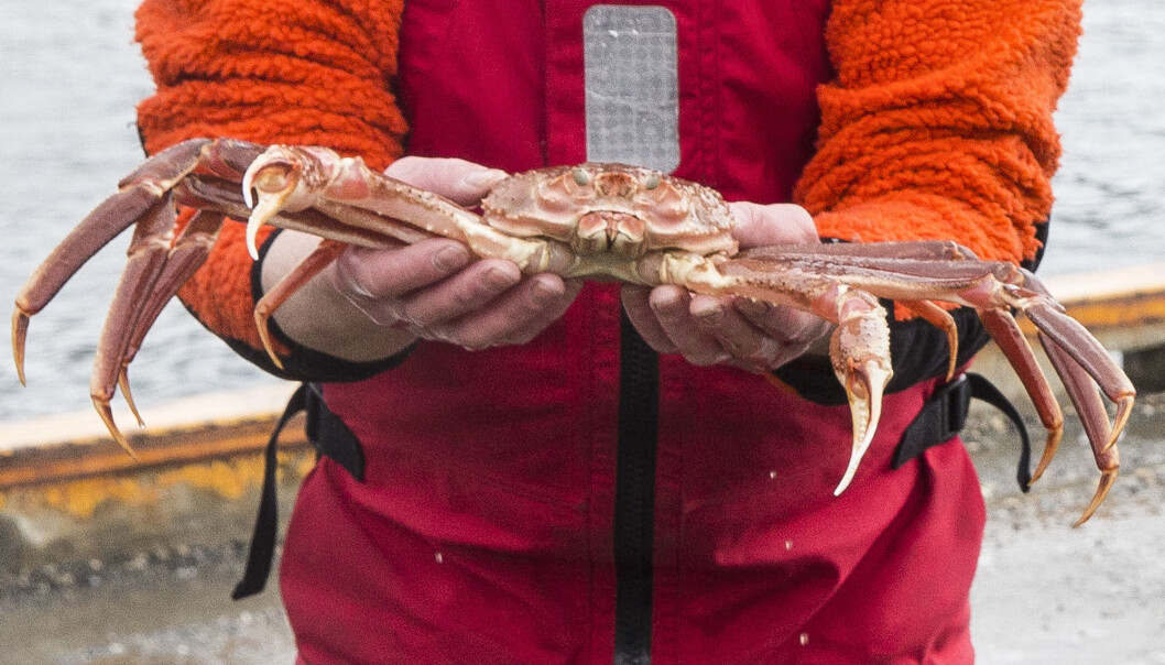 Snøkrabbe har gått ned fra «svært høy risiko» til «potensielt høy risiko» fordi Artsdatabanken nå ser på Svalbard og fastlandet hver for seg når den utarbeider sin fremmedartsliste. (Foto: Terje Bendiksby, NTB scanpix) Snøkrabbe har gått ned fra «svært høy risiko» til «potensielt høy risiko» fordi Artsdatabanken nå ser på Svalbard og fastlandet hver for seg når den utarbeider sin fremmedartsliste. (Foto: Terje Bendiksby, NTB scanpix)