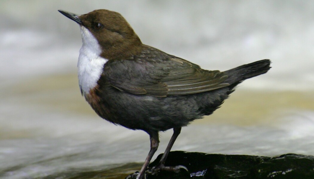Tiltakene mot sur nedbør har paradoksalt nok fått uheldige konsekvenser for flora og fauna i og ved norske elver og vassdrag. Kjente fiskeslag som røye og ørret får svekket livsgrunnlag, mens nasjonalfuglen, Fossekallen, får vansker med å legge egg. (Foto: Andrew2606, English Wikipedia, Creative Commons Attribution 3.0 Unported) Tiltakene mot sur nedbør har paradoksalt nok fått uheldige konsekvenser for flora og fauna i og ved norske elver og vassdrag. Kjente fiskeslag som røye og ørret får svekket livsgrunnlag, mens nasjonalfuglen, Fossekallen, får vansker med å legge egg. (Foto: Andrew2606, English Wikipedia, Creative Commons Attribution 3.0 Unported)