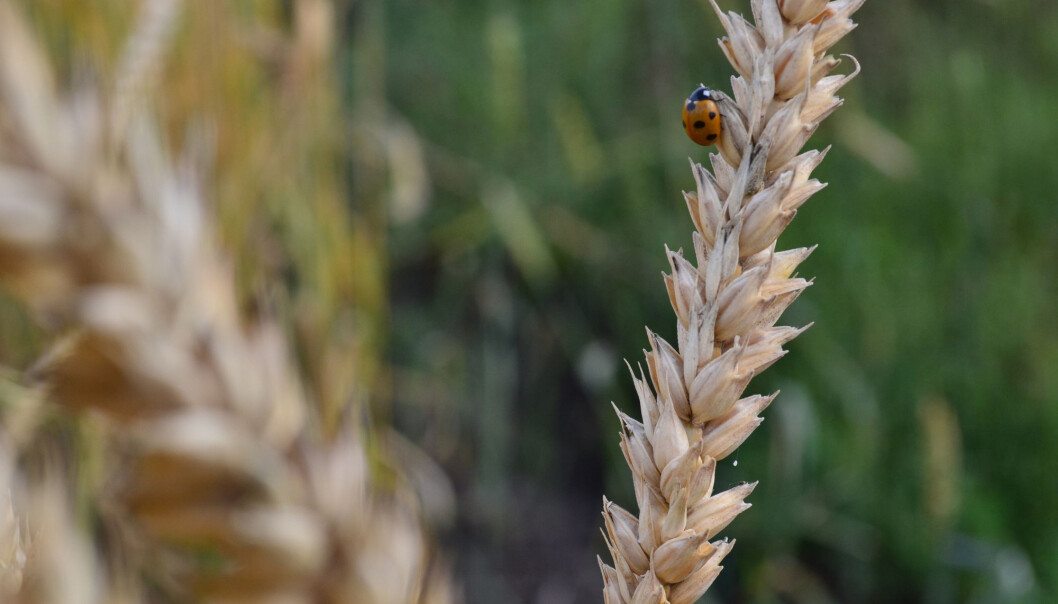 Kornsorten einkorn var kanskje den aller første planten som ble dyrket. Men hva var det som førte til at mennesket begynte å dyrke jorda i det hele tatt? (Foto: Smirnova AnnaEE, Shutterstock / NTB scanpix) Kornsorten einkorn var kanskje den aller første planten som ble dyrket. Men hva var det som førte til at mennesket begynte å dyrke jorda i det hele tatt? (Foto: Smirnova AnnaEE, Shutterstock / NTB scanpix)