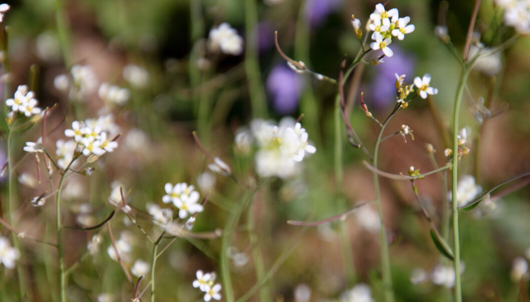 - Studier av en liten, anonym plante som heter Vårskrinneblom (på latin Arabidopsis thaliana) har nøstet opp i flere gåter rundt plantenes hemmelige liv, skriver forskerne.