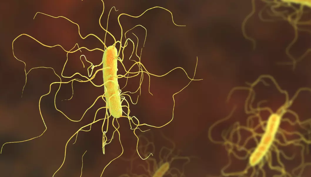 Bakterien Clostridium difficile kan skape problemer i kjølvannet av en antibiotikakur. I verste fall kan infeksjonen være dødelig.  (Illustrasjon: Kateryna Kon / Shutterstock / NTB scanpix)