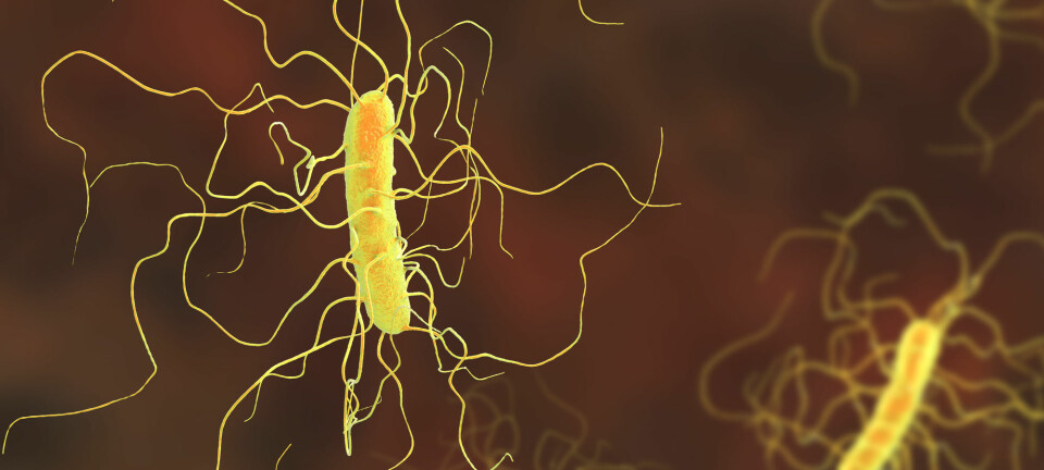 Bakterien Clostridium difficile kan skape problemer i kjølvannet av en antibiotikakur. I verste fall kan infeksjonen være dødelig.  (Illustrasjon: Kateryna Kon / Shutterstock / NTB scanpix)