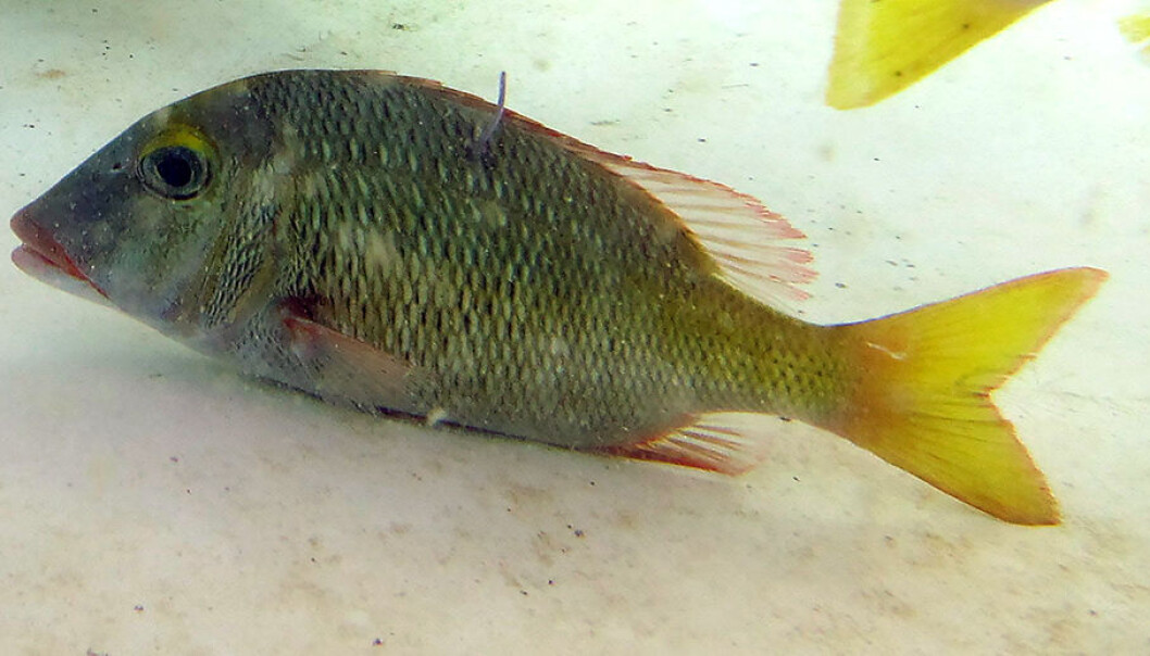 De mest stressede fiskene i studien brukte betydelig lengre tid på å sette seg i bevegelse etter at de hadde blitt sluppet ut. Her en type piggfinnefisk (Lethrinus atkinsoni). (Foto: Vanessa Messmer) De mest stressede fiskene i studien brukte betydelig lengre tid på å sette seg i bevegelse etter at de hadde blitt sluppet ut. Her en type piggfinnefisk (Lethrinus atkinsoni). (Foto: Vanessa Messmer)