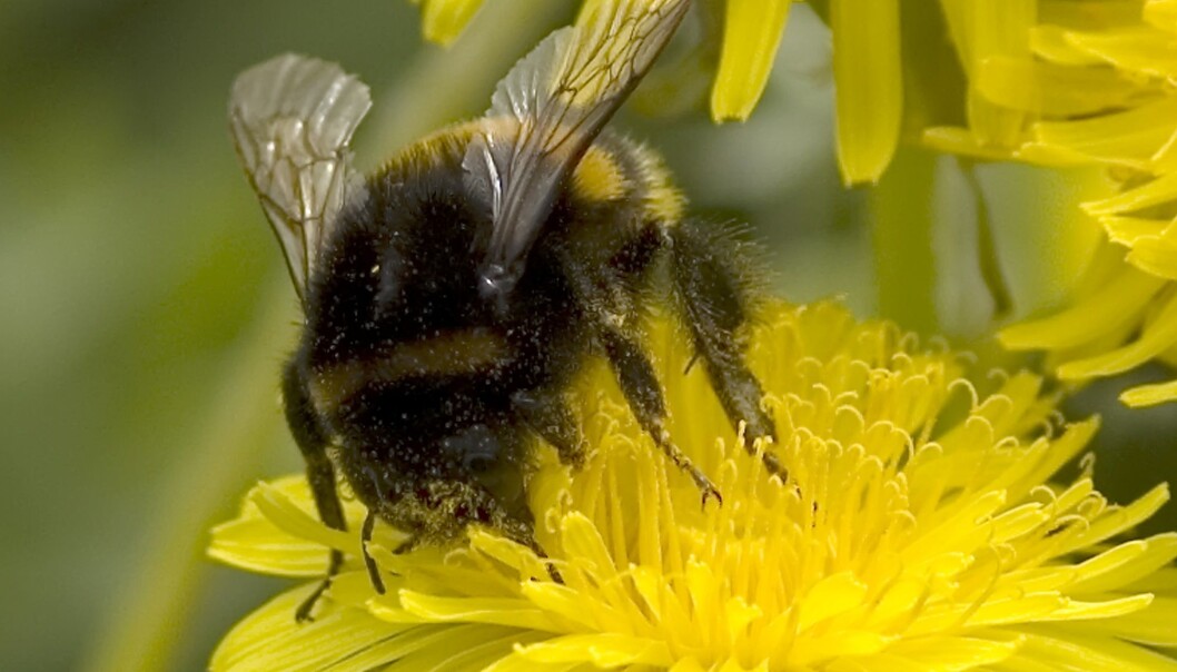 Insektgift kan føre til alvorlige, økologiske konsekvenser for pollinerende insekter. (Foto: Olga Kurlaeva, Shutterstock, NTB scanpix) Insektgift kan føre til alvorlige, økologiske konsekvenser for pollinerende insekter. (Foto: Olga Kurlaeva, Shutterstock, NTB scanpix)