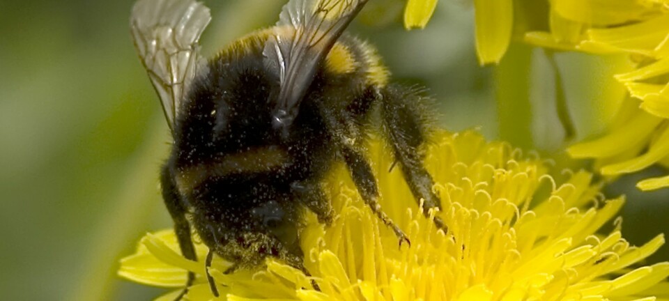 Insektgift kan føre til alvorlige, økologiske konsekvenser for pollinerende insekter. (Foto: Olga Kurlaeva, Shutterstock, NTB scanpix)