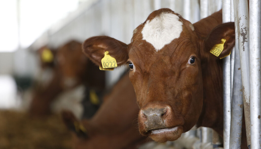 For tiden spiser vi for mye rødt kjøtt, langt mer enn helsemyndighetenes anbefaling på maks 500 gram i uka. (Foto: AP Photo / NTB Scanpix) For tiden spiser vi for mye rødt kjøtt, langt mer enn helsemyndighetenes anbefaling på maks 500 gram i uka. (Foto: AP Photo / NTB Scanpix)
