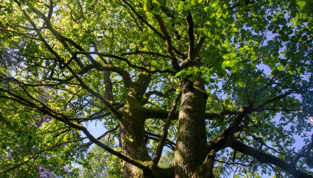 En landsdekkende oversikt over alle treslag i norske verneområder er nå tilgjengelig i Kilden - NIBIOs digitale kartløsning på nett. Her er en eik i Bogslunden naturreservat i Rygge, Østfold. (Foto: Morten Günther) En landsdekkende oversikt over alle treslag i norske verneområder er nå tilgjengelig i Kilden - NIBIOs digitale kartløsning på nett. Her er en eik i Bogslunden naturreservat i Rygge, Østfold. (Foto: Morten Günther)
