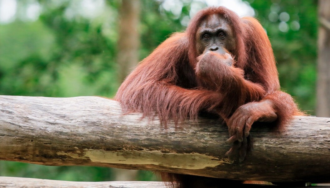 Organgutangen er blant dyrene som er truet av utryddelse på grunn av menneskets forvaltning av jordkloden. (Foto: Dave Primov, Shutterstock, NTB scanpix) Organgutangen er blant dyrene som er truet av utryddelse på grunn av menneskets forvaltning av jordkloden. (Foto: Dave Primov, Shutterstock, NTB scanpix)