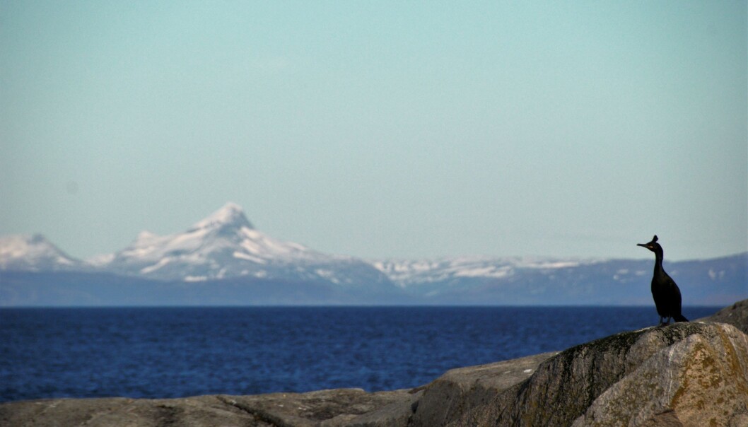 Når fuglene er ute på tokt for å finne mat, er de ute av syne. Til nå har vi ikke visst hvor de drar og hva de gjør. (Foto: Signe Christensen-Dalsgaard) Når fuglene er ute på tokt for å finne mat, er de ute av syne. Til nå har vi ikke visst hvor de drar og hva de gjør. (Foto: Signe Christensen-Dalsgaard)