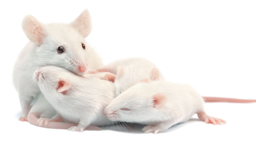 Unger som vokser opp med en likegyldig mor har endringer i genene som du ikke finner igjen i kullet til en omsorgsfull mamma. (Illustrasjonsfoto: anyaivanova / Shutterstock / NTB scanpix) Unger som vokser opp med en likegyldig mor har endringer i genene som du ikke finner igjen i kullet til en omsorgsfull mamma. (Illustrasjonsfoto: anyaivanova / Shutterstock / NTB scanpix)