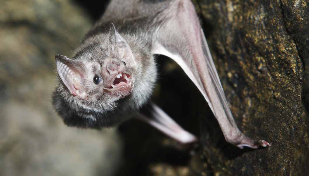 Vampyrflaggermusene utviklet seg sammen med mikroorganismene sine for å greie å livnære seg utelukkende av blod. (Foto: Shutterstock / NTB Scanpix) Vampyrflaggermusene utviklet seg sammen med mikroorganismene sine for å greie å livnære seg utelukkende av blod. (Foto: Shutterstock / NTB Scanpix)