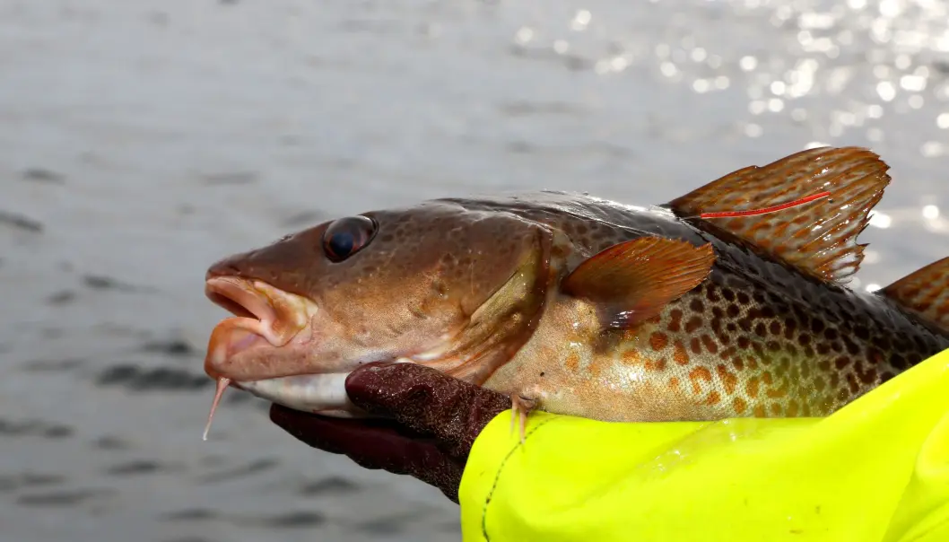 Torsken kjem i mange fargar og fasongar. Her er ein merka kysttorsk. (Foto: Espen Bierud / Havforskningsinstituttet) Torsken kjem i mange fargar og fasongar. Her er ein merka kysttorsk. (Foto: Espen Bierud / Havforskningsinstituttet)