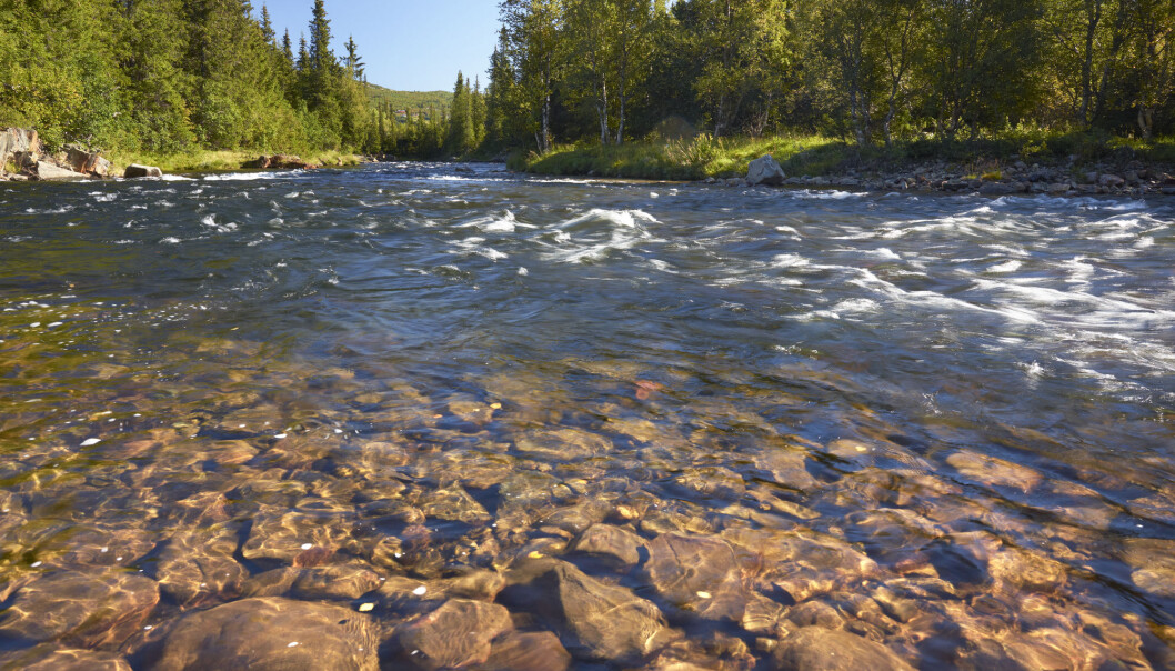 I enkelte norske elver er det i all hovedsak settefiskanleggene som holder liv i de lokale laksebestandene fordi det naturlige habitatet i disse elvene er ødelagt av reguleringer, ifølge forskere fra NMBU. (Foto: Shutterstock / NTB Scanpix) I enkelte norske elver er det i all hovedsak settefiskanleggene som holder liv i de lokale laksebestandene fordi det naturlige habitatet i disse elvene er ødelagt av reguleringer, ifølge forskere fra NMBU. (Foto: Shutterstock / NTB Scanpix)