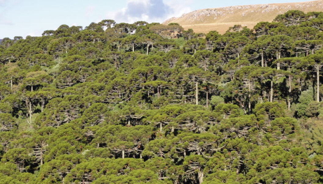 Skog i Brasil. Paranafuruen og flere andre arter i slekten apeskrekk er utrydningstruet. (Foto: Jose Iriarte) Skog i Brasil. Paranafuruen og flere andre arter i slekten apeskrekk er utrydningstruet. (Foto: Jose Iriarte)
