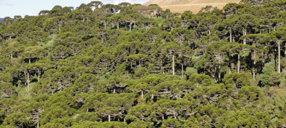 Skog i Brasil. Paranafuruen og flere andre arter i slekten apeskrekk er utrydningstruet. (Foto: Jose Iriarte)