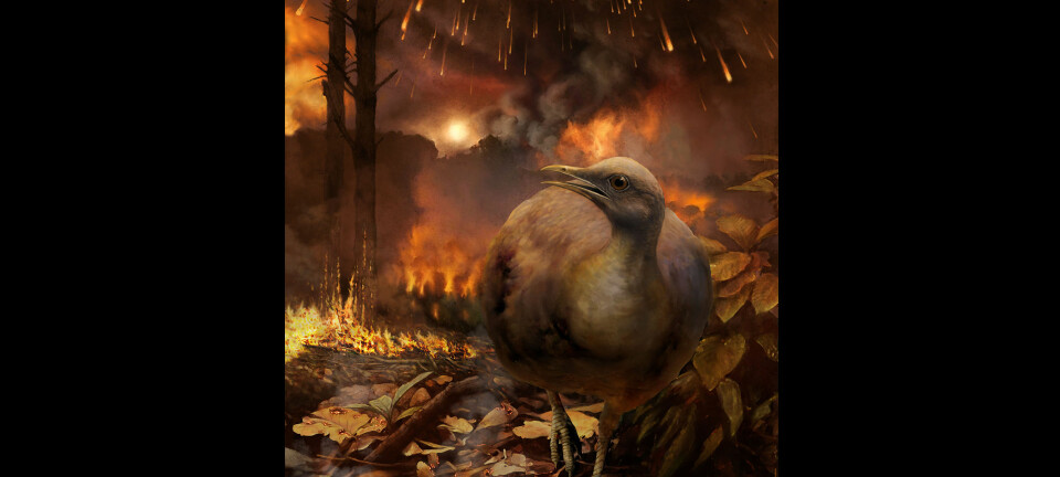 Slik kan det ha sett ut da en tenkt, landlevende fugl måtte flykte fra infernoet etter asteroidenedslaget.  (Bilde: Phillip M. Krzeminski)