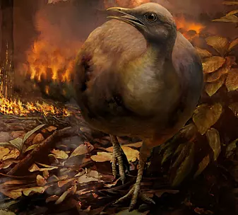 Dagens fugler stammer fra de få som overlevde meteoritten som drepte dinosaurene
