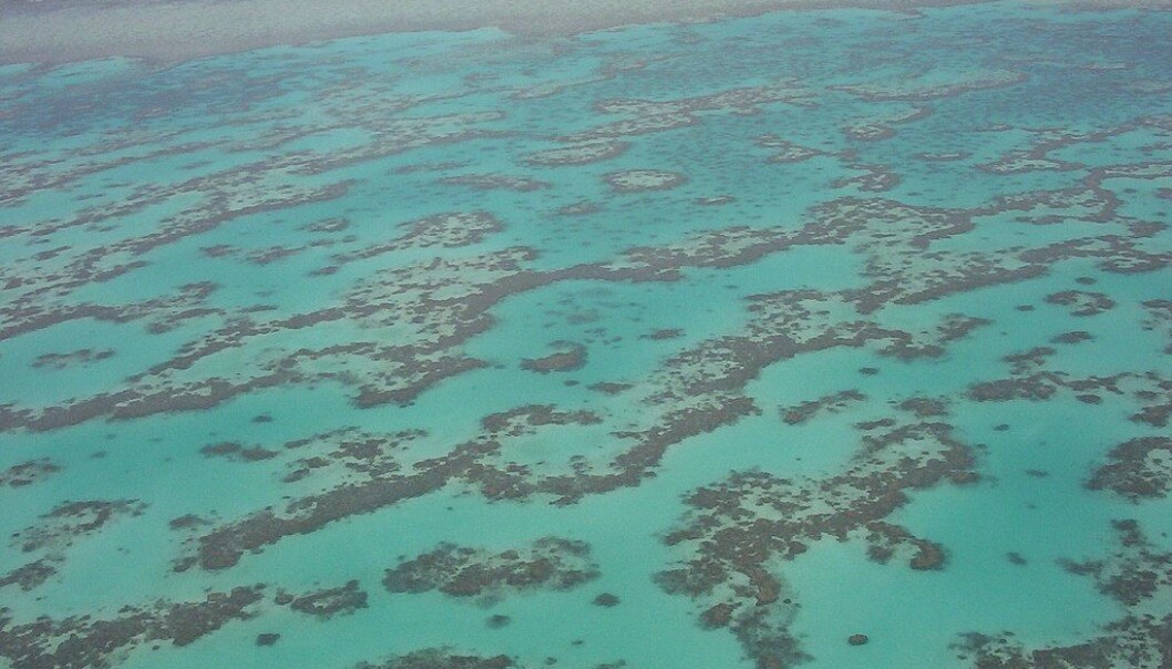En del av Great Barrier Reef sett fra lufta. (Foto: Nickj/CC BY SA 3.0) En del av Great Barrier Reef sett fra lufta. (Foto: Nickj/CC BY SA 3.0)