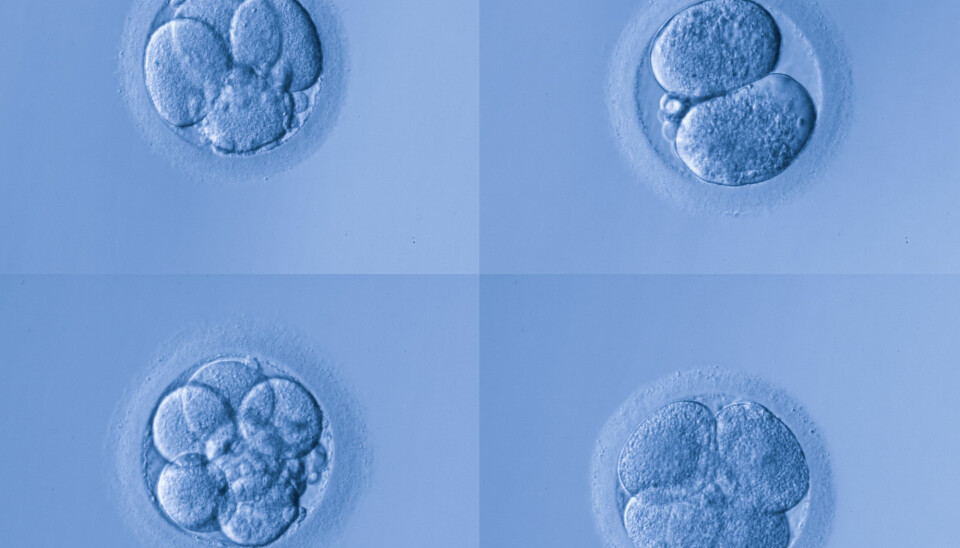 Eggceller fra menneske, like etter befruktningen. Hvordan kan denne bli til et helt menneske?  (Illustrasjonsfoto: 895Studio / Shutterstock / NTB scanpix)