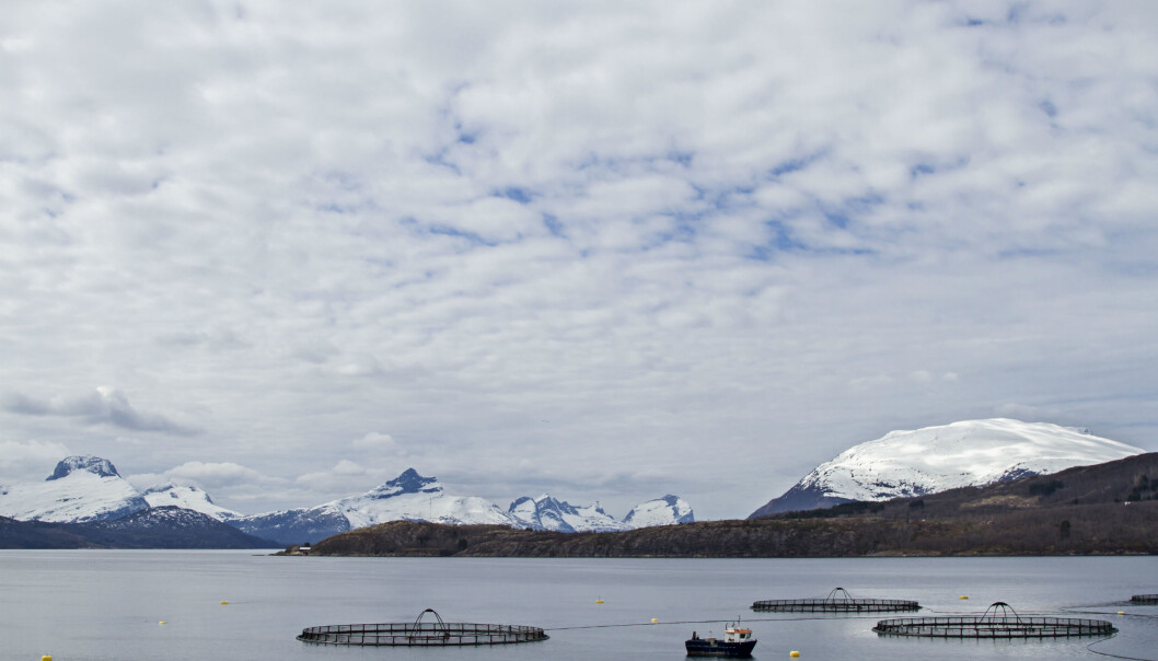 – Vi kan redde et landområde like stort som Kina hvis folk bytter ut en liten del av sin diett til akvakultur-protein for eksempel fisk i stedet for svin, kylling eller storfe, forteller forsker. (Illustrasjonsfoto: Colourbox) – Vi kan redde et landområde like stort som Kina hvis folk bytter ut en liten del av sin diett til akvakultur-protein for eksempel fisk i stedet for svin, kylling eller storfe, forteller forsker. (Illustrasjonsfoto: Colourbox)