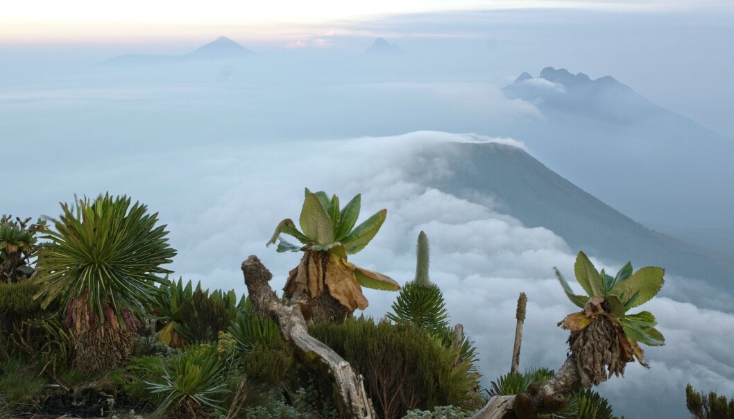 Soloppgang over afrikanske himmeløyer: Utsikt fra en leir i Virunga National Park i Uganda mot vulkanene Gahinga og Karisimbi. (Foto: Magnus Popp / NHM) Soloppgang over afrikanske himmeløyer: Utsikt fra en leir i Virunga National Park i Uganda mot vulkanene Gahinga og Karisimbi. (Foto: Magnus Popp / NHM)