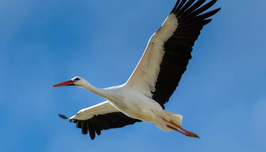 Flygedyktige storker leder an når trekkfuglene flyr sørover for vinteren. (Foto: Shutterstock/NTB scanpix)