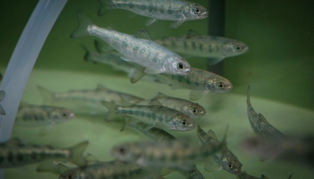 Då både laks og sjøaure blei utsatt for virus, blei laksen smitta, medan sjøauren ikkje viste teikn til skadar eller sjukdom. (Foto: Erlend Astad Lorentzen / Havforskningsinstituttet) Då både laks og sjøaure blei utsatt for virus, blei laksen smitta, medan sjøauren ikkje viste teikn til skadar eller sjukdom. (Foto: Erlend Astad Lorentzen / Havforskningsinstituttet)