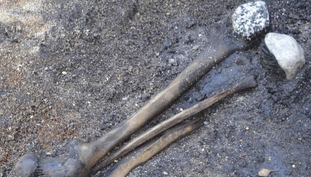 Dette er lårbein som ble kastet i en dansk innsjø for rundt 2000 år siden. (Foto: PNAS) Dette er lårbein som ble kastet i en dansk innsjø for rundt 2000 år siden. (Foto: PNAS)