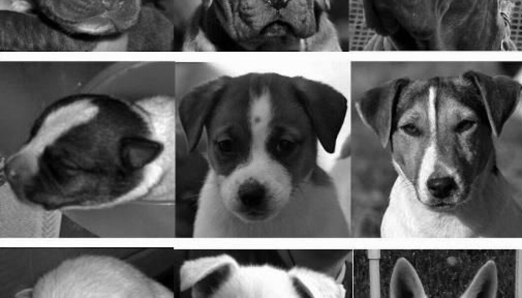 Hvilken hund er søtest? De øverste bildene viser cane corso-hunder i ulike aldre, den midterste Jack Russell-terriere og den nederste viser fårehunder. (Foto: Anthrozoos: A Multidisciplinary Journal of the Interactions of People and Animals) Hvilken hund er søtest? De øverste bildene viser cane corso-hunder i ulike aldre, den midterste Jack Russell-terriere og den nederste viser fårehunder. (Foto: Anthrozoos: A Multidisciplinary Journal of the Interactions of People and Animals)