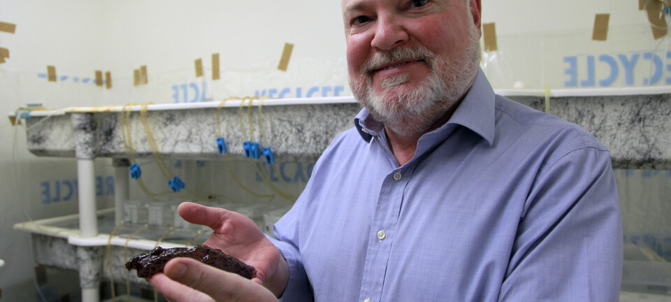 David Glanzman viser fram en sjøhare. Det var disse sjøsneglene forskerne brukte da de klarte å overføre minner fra ett dyr til et annet.  (Foto: Christelle Snow/UCLA)