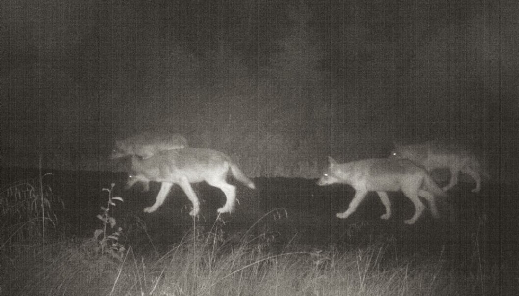 Tross omfattende jakt er det ikke blitt mindre ulv. Disse dyrene i Kynnareviret i Hedmark ble fotografert med vilkamera i august i fjor. (Foto: viltkamera.nina.no) Tross omfattende jakt er det ikke blitt mindre ulv. Disse dyrene i Kynnareviret i Hedmark ble fotografert med vilkamera i august i fjor. (Foto: viltkamera.nina.no)