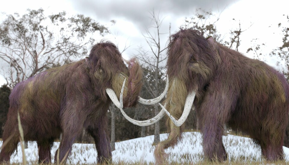 Det er muligens bare et spørsmål om tid før vi nok en gang får se en levende mammut. Både russiske, amerikanske og sørkoreanske forskere har puslet med saken en stund allerede. (Illustrasjon: AuntSpray, Shutterstock, NTB scanpix)