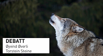 Debattinnlegg: Mer om ulv og ulveforskning: Ingenting er ignorert