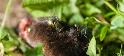 Fluer og biller på åtselparty