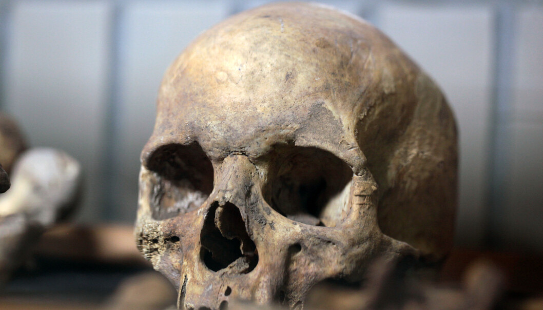 Hodeskaller som blir gravd opp har gjennom historien ofte havnet på museum, som på dette museet i Polen. (Foto: Shutterstock/NTB scanpix) Hodeskaller som blir gravd opp har gjennom historien ofte havnet på museum, som på dette museet i Polen. (Foto: Shutterstock/NTB scanpix)