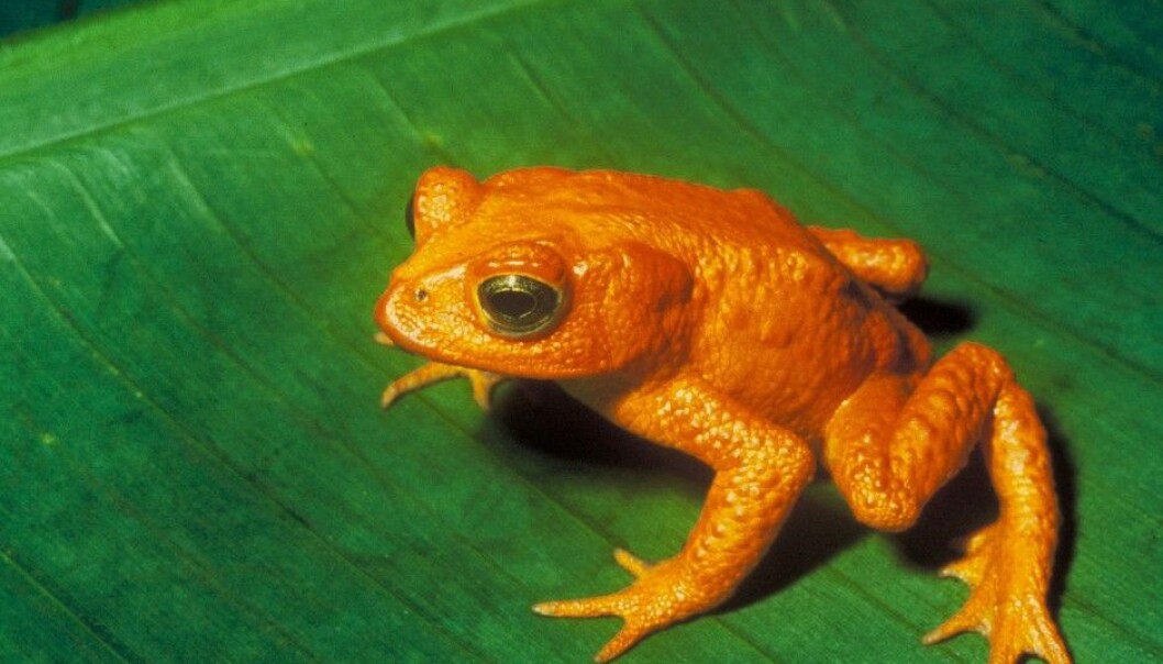 Flere mener den gylne padda fra Costa Rica døde ut på grunn av soppinfeksjoner. (Foto: Charles H. Smith / Wikimedia Commons) Flere mener den gylne padda fra Costa Rica døde ut på grunn av soppinfeksjoner. (Foto: Charles H. Smith / Wikimedia Commons)