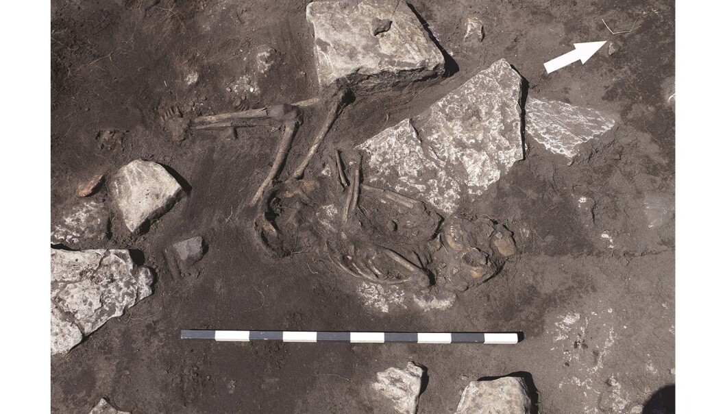 Dette er en ung person som ble offer for massakren på Öland. (Foto: Kalmar County Museum) Dette er en ung person som ble offer for massakren på Öland. (Foto: Kalmar County Museum)