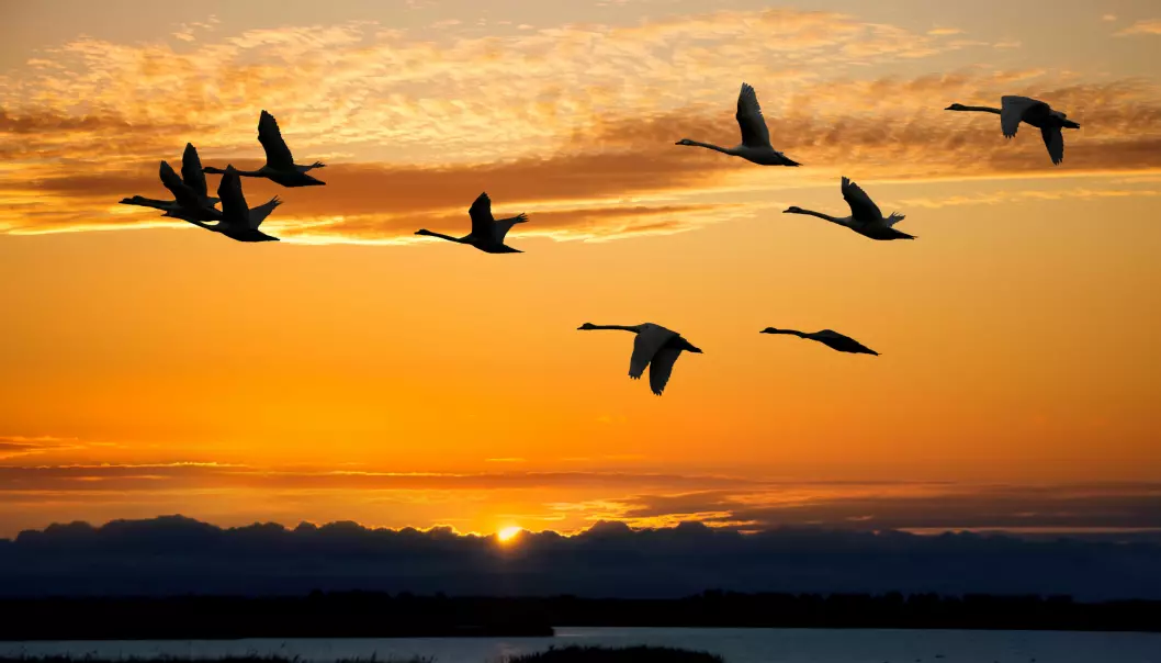 Trekkfugler sparer energi på å fly tusenvis av kilometer