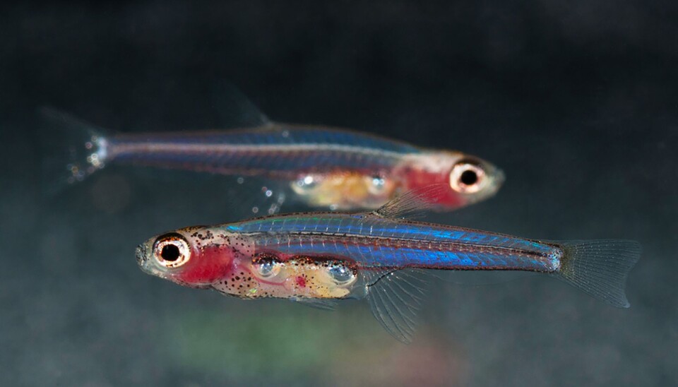 Barnekarpene som lever i de indonesiske sumpskogene ser ut som larver hele livet, og blir aldri mer enn åtte til ti millimeter lange. (Foto: Lukas Rüber, Naturhistorisches Museum Bern)