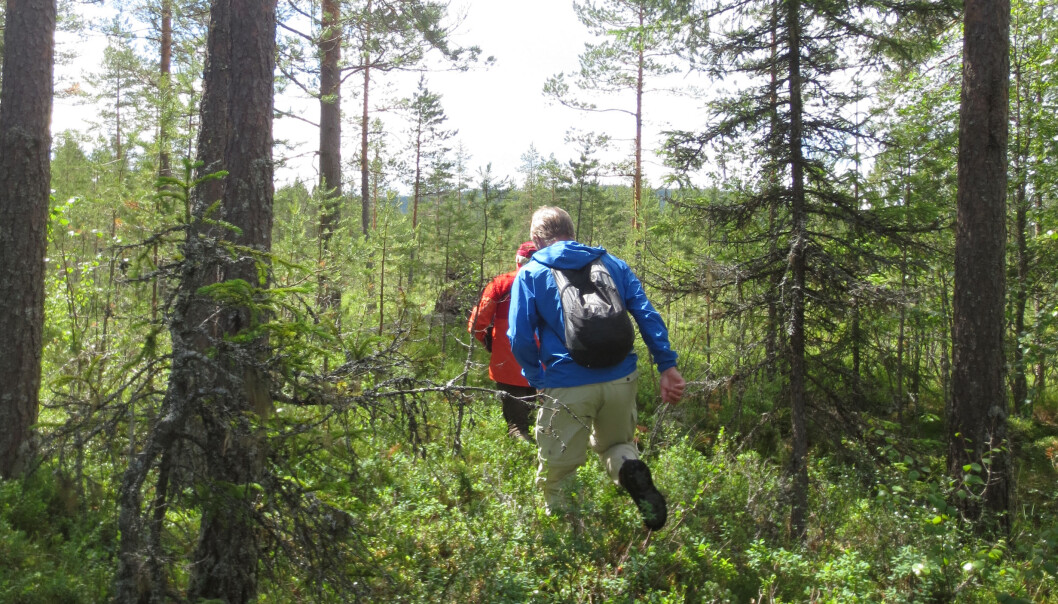 Erfarne guider gjennomførte turer i bjørnens nærområde (arrangert bilde). Bildet viser typisk terreng som bjørnen foretrekker. (Foto: Maria Johansson, Lunds Universitet) Erfarne guider gjennomførte turer i bjørnens nærområde (arrangert bilde). Bildet viser typisk terreng som bjørnen foretrekker. (Foto: Maria Johansson, Lunds Universitet)