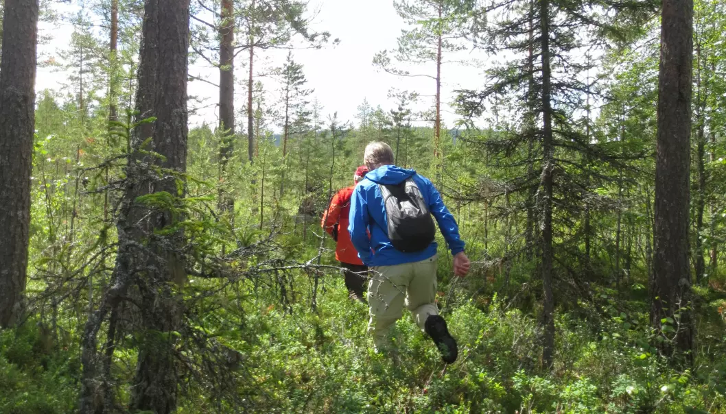 Erfarne guider gjennomførte turer i bjørnens nærområde (arrangert bilde). Bildet viser typisk terreng som bjørnen foretrekker. (Foto: Maria Johansson, Lunds Universitet)