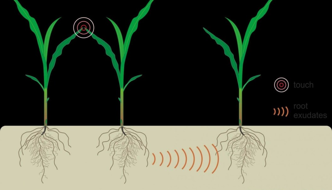 Maisplanter merker når bladene deres blir berørt. Da sender de ut signaler igjennom røttene som andre planter kan oppfatte.  (Illustrasjon: Elhakeem et al, 2018)