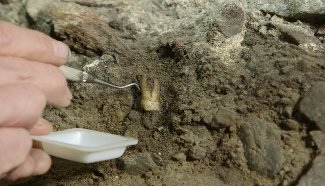 Arkeologer fant kister og tenner under domkirken i Stavanger