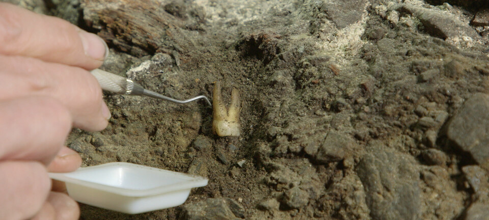 Denne tannen kan være med på å gi svar på hvor gammel gravplassen under domkirken er. (Foto: NettOp / UiS)