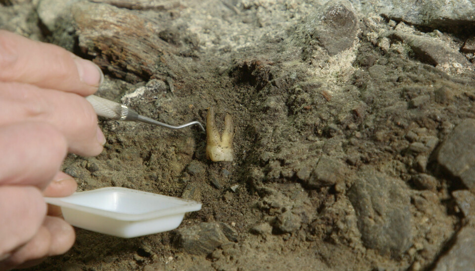 Denne tannen kan være med på å gi svar på hvor gammel gravplassen under domkirken er. (Foto: NettOp / UiS)
