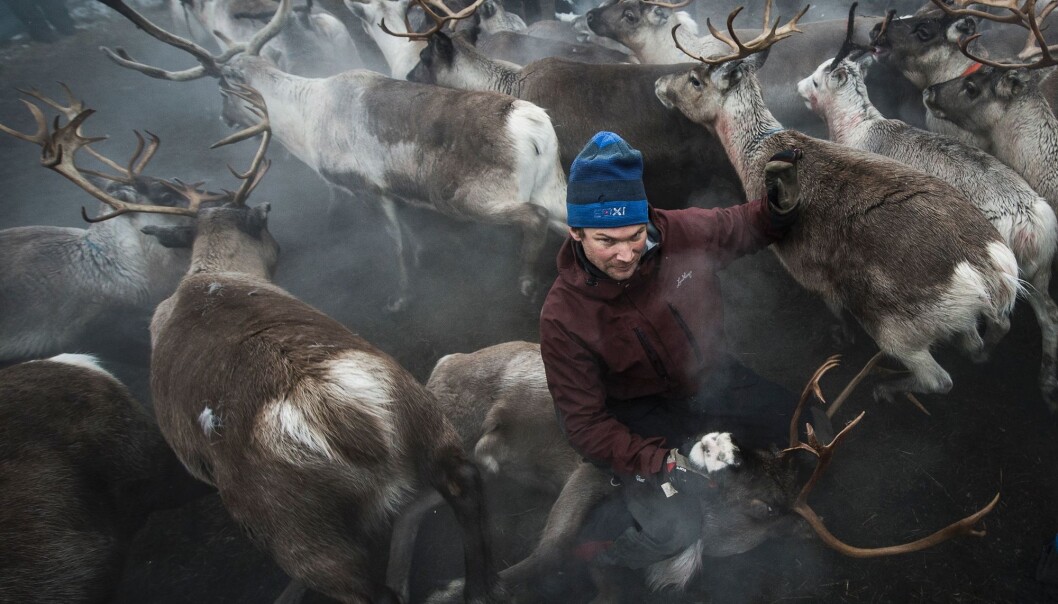 Mye av kunnskapen om reindrifta er muntlig, og ikke skriftlig dokumentert. Derfor kan det være vanskelig å forske på den. Det finnes likevel en viss dokumentasjon fra etnologer og sosialantropologer som gjorde en del studier på 1940- og 50-tallet i Sverige. (Foto: Jonathan Nackstrand / AFP / NTB Scanpix) Mye av kunnskapen om reindrifta er muntlig, og ikke skriftlig dokumentert. Derfor kan det være vanskelig å forske på den. Det finnes likevel en viss dokumentasjon fra etnologer og sosialantropologer som gjorde en del studier på 1940- og 50-tallet i Sverige. (Foto: Jonathan Nackstrand / AFP / NTB Scanpix)