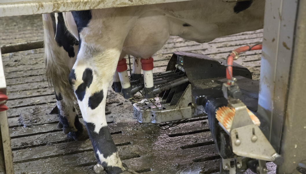 - En slik besparelse i melkeproduksjonen ville tilsvare en energimengde som dekker det årlige drivstoff-forbruket til vel 45.000 biler med bensinmotor, skriver forskeren. (Foto: Terje Bendiksby / NTB scanpix) - En slik besparelse i melkeproduksjonen ville tilsvare en energimengde som dekker det årlige drivstoff-forbruket til vel 45.000 biler med bensinmotor, skriver forskeren. (Foto: Terje Bendiksby / NTB scanpix)