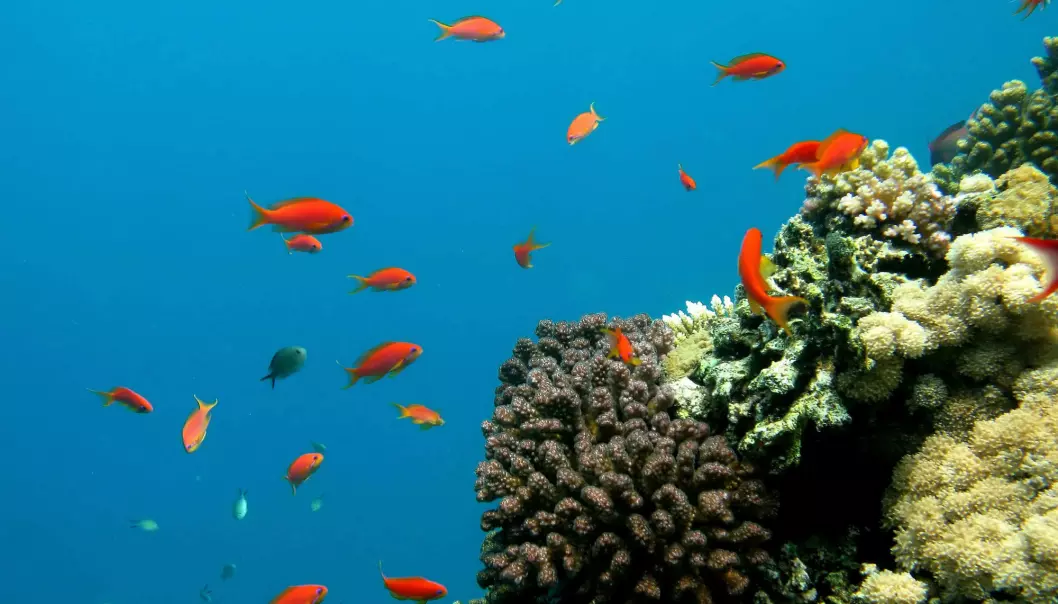 Surere hav skader alt fra fisk til plankton