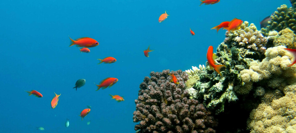 Det er kjent at korallrev blir hardt rammet av havforsuring. Men i en ny studie fra Havforskningsinstituttet viser forskerne at det ikke bare er organismer som trenger kalk som blir rammet av surere hav. (Foto: Hassan Ammar/AFP Photo)