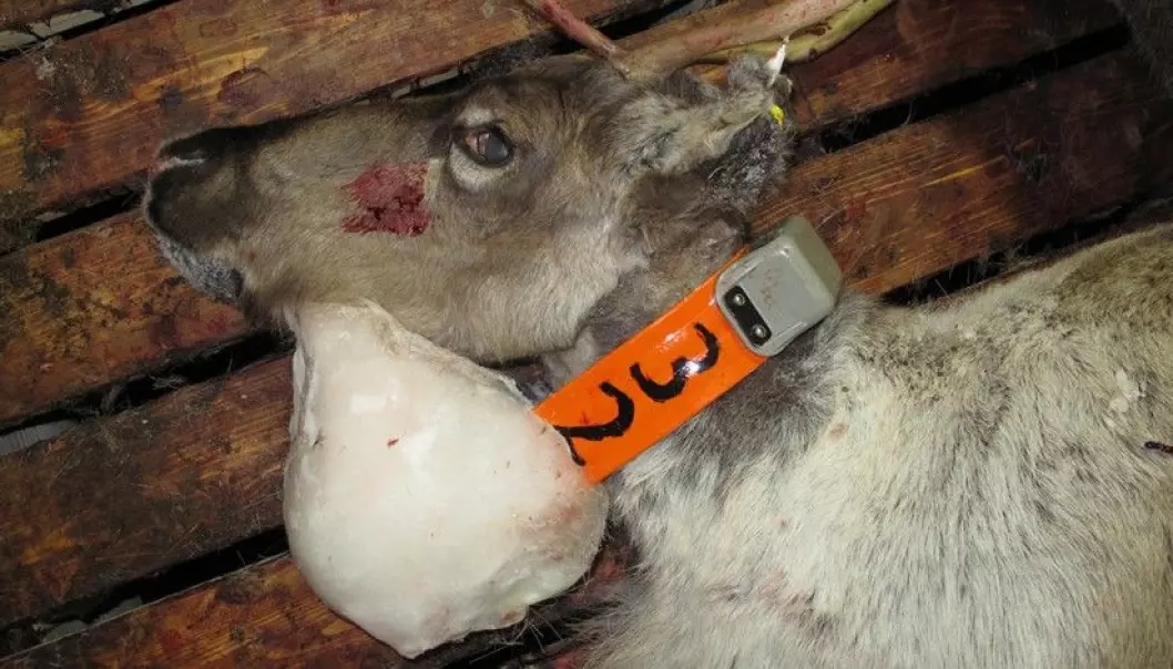 Ett av reinsdyrene som ble avlivet fordi det hadde fått en stor isklump rundt det radiomerkede halsbåndet.  (Foto: Miljødirektoratet/SNO)